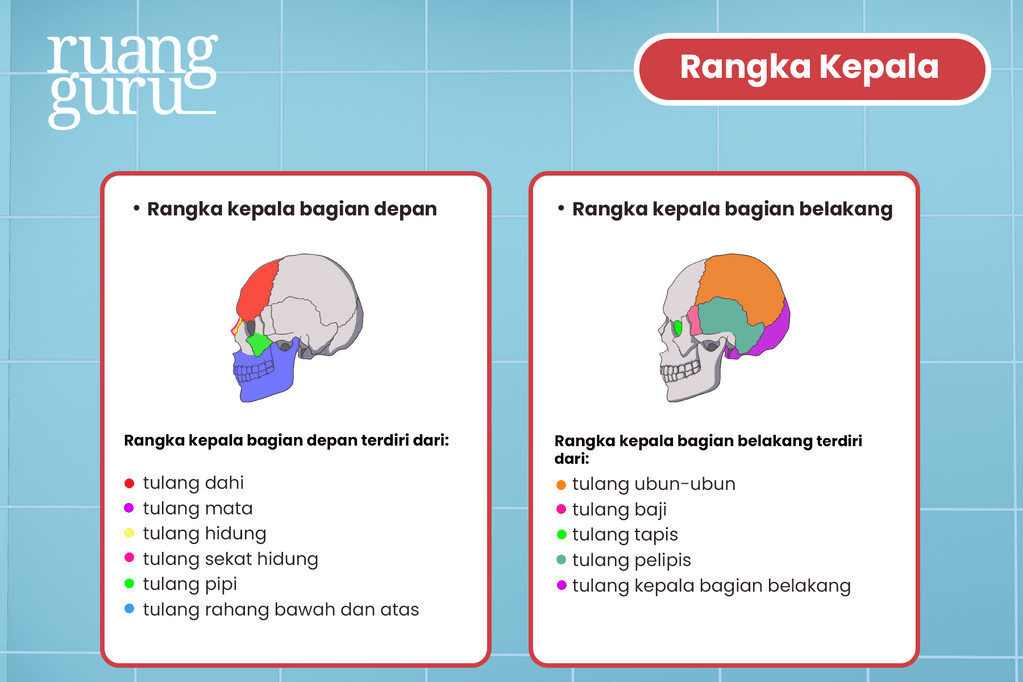 Apa Saja Susunan Rangka Manusia Ipa Terpadu Kelas 5